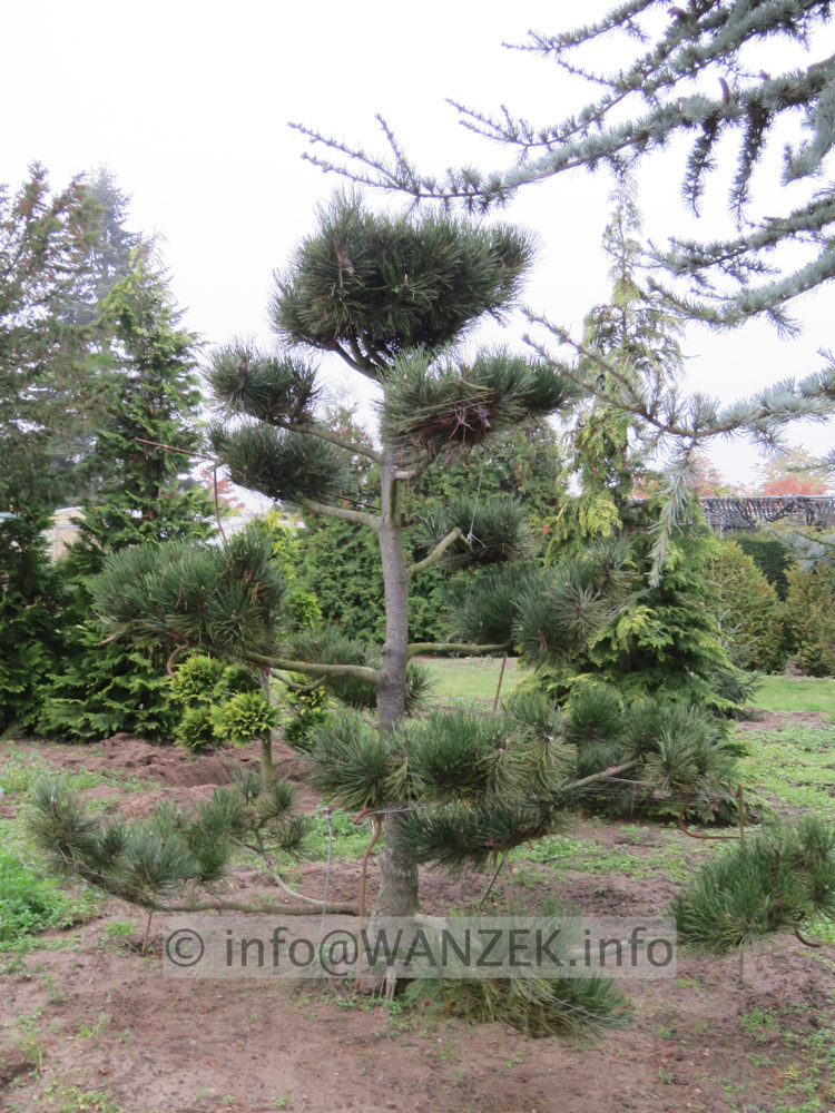 Pinus leucodermis - Bonsai 02.JPG